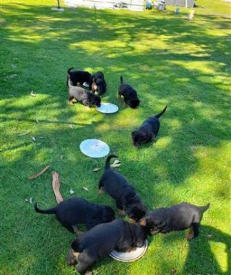 Pure bred rottweiler puppies for sale